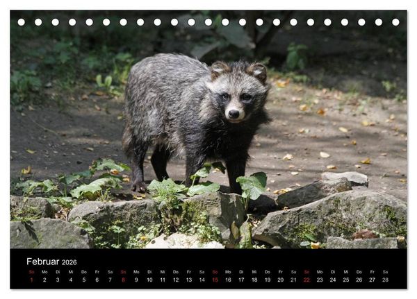 Produktbild: Marderhunde (Tischkalender 2026 DIN A5 quer), CALVENDO Monatskalender