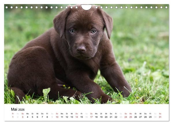 Produktbild: Labrador Welpen (Wandkalender 2026 DIN A4 quer), CALVENDO Monatskalender