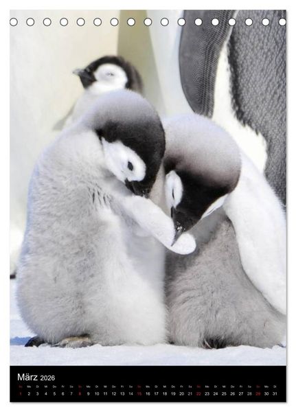 Produktbild: Pinguine - Wackeln im Thermo-Frack (Tischkalender 2026 DIN A5 hoch), CALVENDO Monatskalender