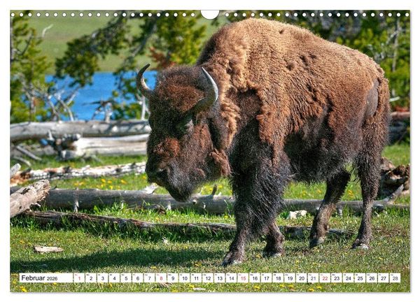 Produktbild: TATONKA Der nordamerikanische Bison (Wandkalender 2026 DIN A3 quer), CALVENDO Monatskalender
