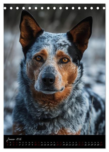 Produktbild: Australian Cattle Dogs (Tischkalender 2026 DIN A5 hoch), CALVENDO Monatskalender