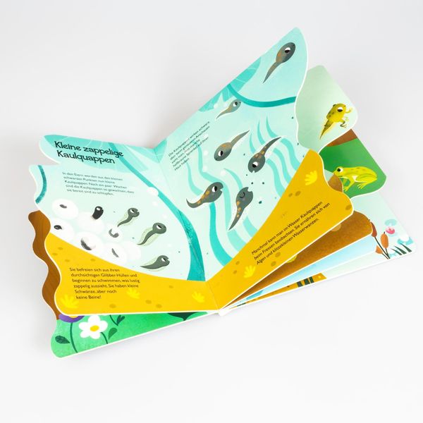 Produktbild: Von der kleinen Kaulquappe zum Frosch
