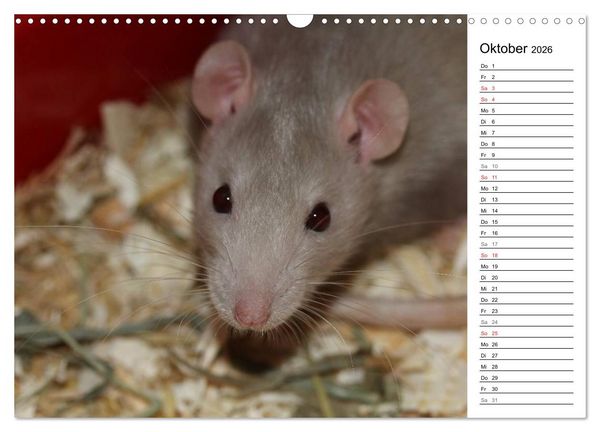 Produktbild: Mausebande (Wandkalender 2026 DIN A3 quer), CALVENDO Monatskalender