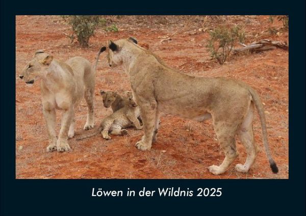Produktbild: L&ouml;wen in der Wildnis 2025 Fotokalender DIN A4