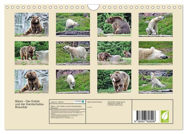 Produktbild: B&auml;ren - Der Eisb&auml;r und der Kamtschatka-Braunb&auml;r (Wandkalender 2026 DIN A4 quer), CALVENDO Monatskalender