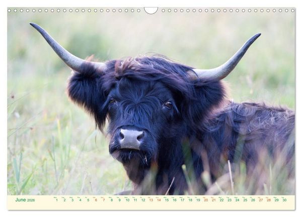 Produktbild: The Hairy Cow Calendar (Wall Calendar 2026 DIN A3 landscape), CALVENDO 12 Month Wall Calendar