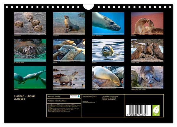 Produktbild: Robben - &uuml;berall zuhause (Wandkalender 2026 DIN A4 quer), CALVENDO Monatskalender