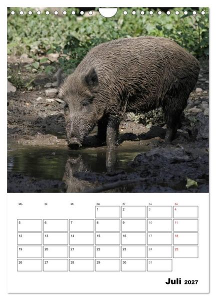 Produktbild: Der wildschweinische Terminplaner (Wandkalender 2027 DIN A4 hoch), CALVENDO Monatskalender