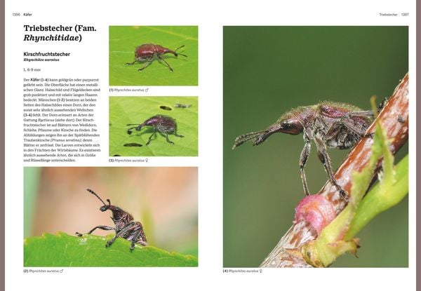 Produktbild: Das gro&szlig;e BLV Handbuch Insekten