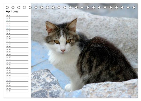 Produktbild: Katzensprung (Tischkalender 2026 DIN A5 quer), CALVENDO Monatskalender