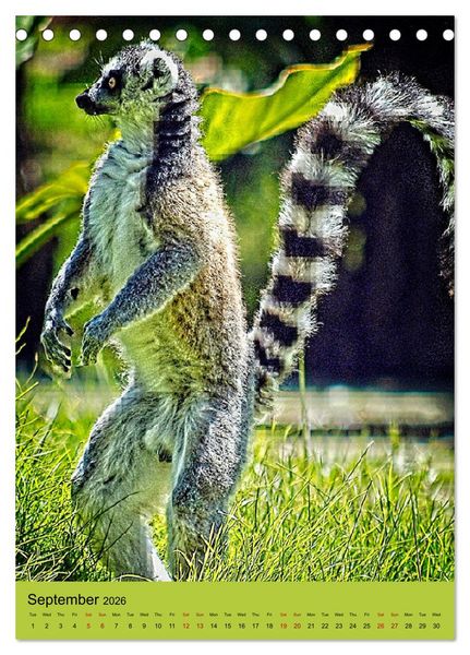 Produktbild: Adorable lemurs (Desk Calendar 2026 DIN A5 portrait), CALVENDO 12 Month DeskCalendar