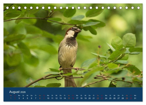 Produktbild: Spatzen-Kalender (Tischkalender 2026 DIN A5 quer), CALVENDO Monatskalender