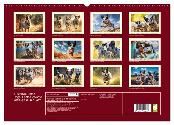 Produktbild: Australian Cattle Dogs. Echte Cowboys und Helden der Farm (hochwertiger Premium Wandkalender 2026 DIN A2 quer), Kunstdruck in Hochglanz