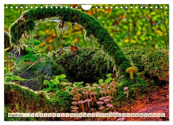 Produktbild: Spinnennetze - Wunder der Natur (Wandkalender 2026 DIN A4 quer), CALVENDO Monatskalender