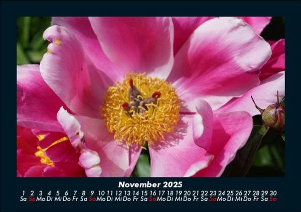 Produktbild: Rosentraum 2025 Fotokalender DIN A5