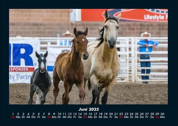 Produktbild: Tierkalender 2025 Fotokalender DIN A4
