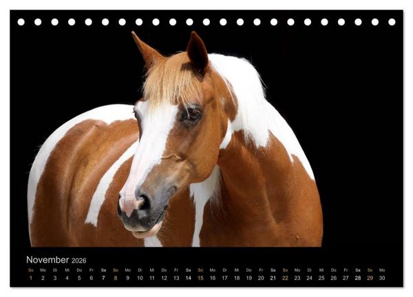 Produktbild: Magische Momente - Pferde Horses Caballos (Tischkalender 2026 DIN A5 quer), CALVENDO Monatskalender