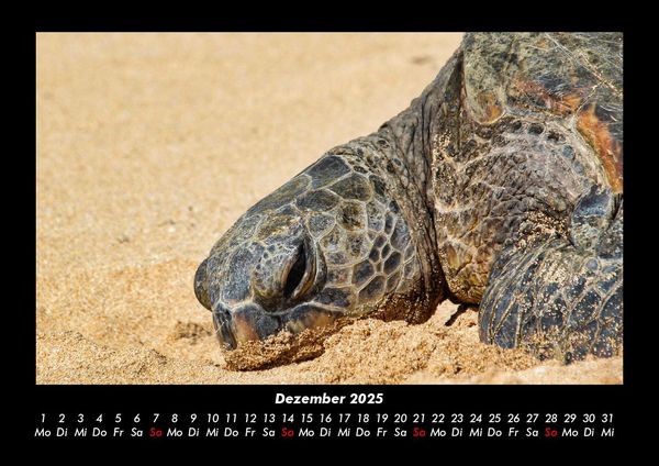 Produktbild: Schildkr&ouml;tenzauber 2025 Fotokalender DIN A3