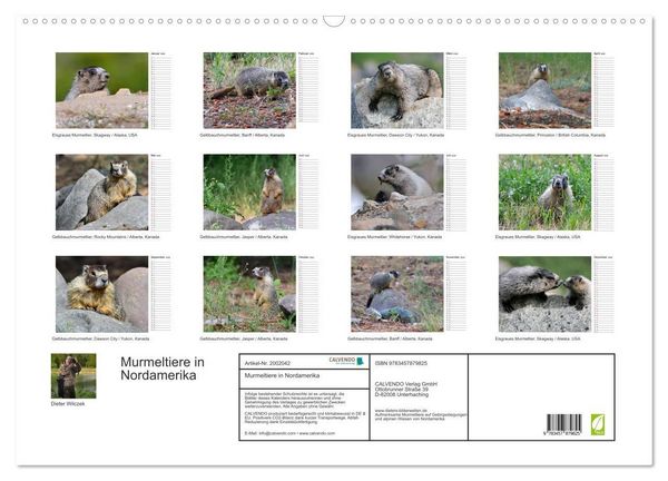 Produktbild: Murmeltiere in Nordamerika (Wandkalender 2026 DIN A2 quer), CALVENDO Monatskalender
