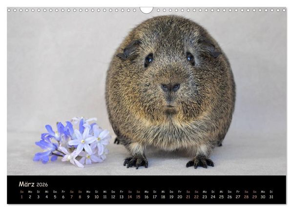 Produktbild: Meerschweinchen - Kleine s&uuml;&szlig;e Fellnasen (Wandkalender 2026 DIN A3 quer), CALVENDO Monatskalender