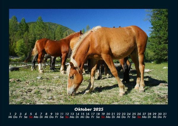 Produktbild: Welt der Pferde 2025 Fotokalender DIN A4