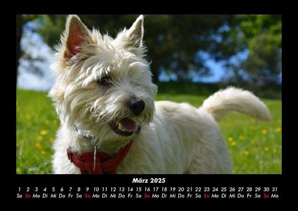 Produktbild: Der Hundekalender 2025 Fotokalender DIN A3