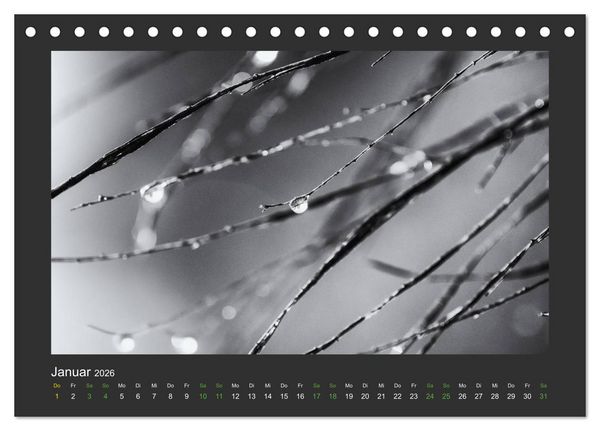 Produktbild: Pflanzen in Schwarz und Wei&szlig; (Tischkalender 2026 DIN A5 quer), CALVENDO Monatskalender