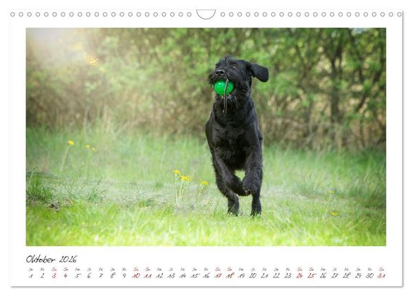 Produktbild: Riesenschnauzer - Treue Partner (Wandkalender 2026 DIN A3 quer), CALVENDO Monatskalender