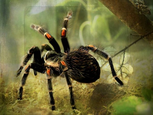 Produktbild: CALVENDO Puzzle Vogelspinne | 1000 Teile Lege-Gr&ouml;&szlig;e 64x48cm Foto-Puzzle f&uuml;r gl&uuml;ckliche Stunden