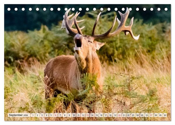 Produktbild: Wildtiere. Heimische Sch&ouml;nheiten (Tischkalender 2026 DIN A5 quer), CALVENDO Monatskalender