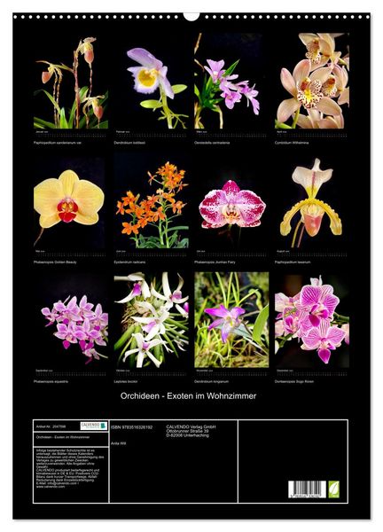 Produktbild: Orchideen - Exoten im Wohnzimmer (Wandkalender 2026 DIN A2 hoch), CALVENDO Monatskalender