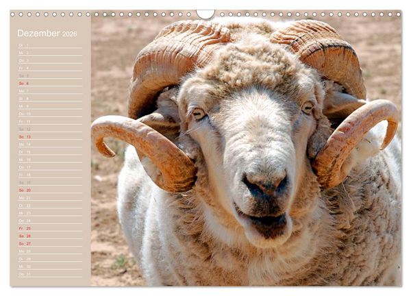 Produktbild: Schafe / Geburtstagskalender (Wandkalender 2026 DIN A3 quer), CALVENDO Monatskalender