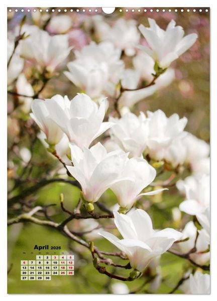 Produktbild: Magnolien Ein Fr&uuml;hlingstraum (Wandkalender 2026 DIN A3 hoch), CALVENDO Monatskalender