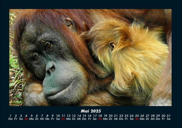 Produktbild: Zoobewohner 2025 Fotokalender DIN A4