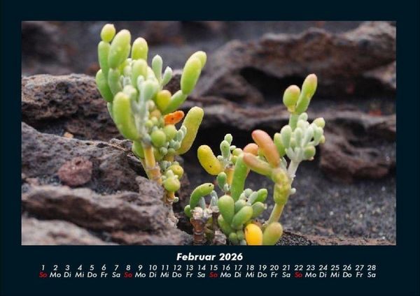 Produktbild: Blumentr&auml;ume 2026 Fotokalender DIN A4
