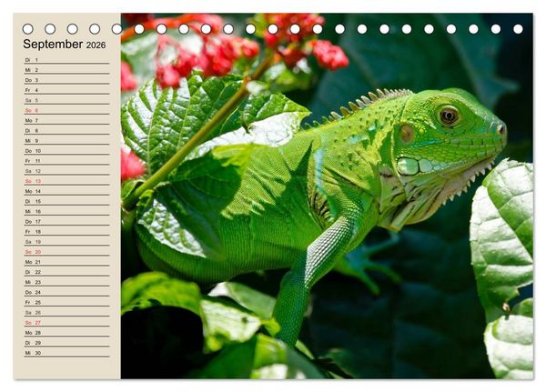 Produktbild: Regenwald. Tiere im Dschungel (Tischkalender 2026 DIN A5 quer), CALVENDO Monatskalender