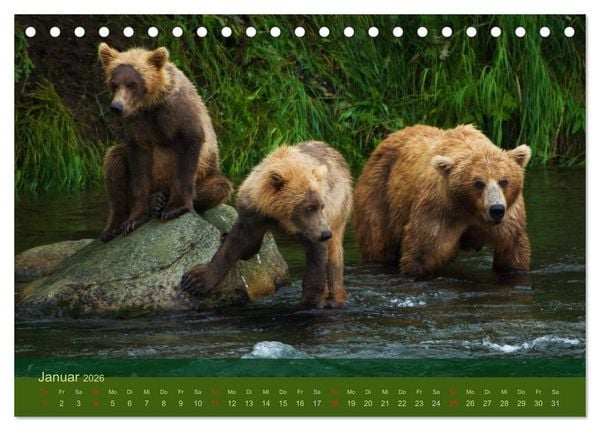 Produktbild: Der B&auml;renkalender 2026 (Tischkalender 2026 DIN A5 quer), CALVENDO Monatskalender