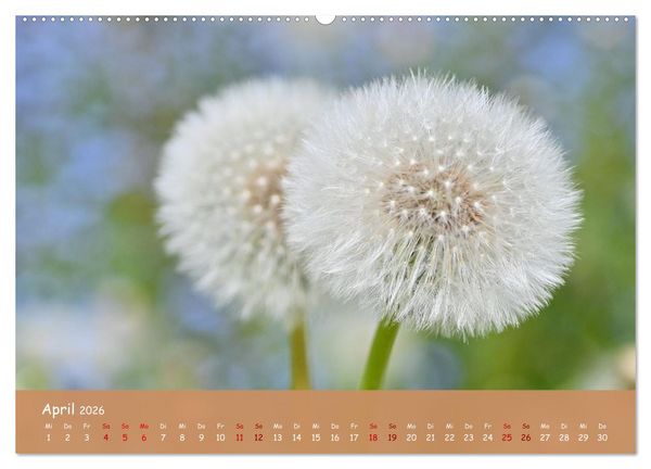 Produktbild: Der Zauber steckt immer im Detail (Wandkalender 2026 DIN A2 quer), CALVENDO Monatskalender