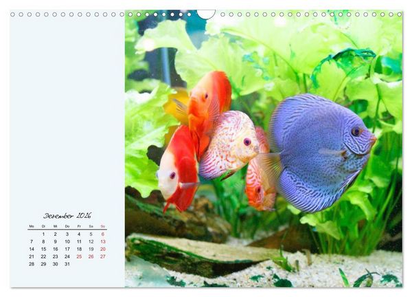 Produktbild: Diskusfische. Die bezaubernden Lieblinge vieler Aquarianer (Wandkalender 2026 DIN A3 quer), CALVENDO Monatskalender