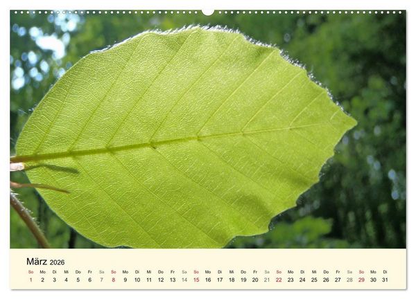 Produktbild: Kraftquelle Gr&uuml;n (hochwertiger Premium Wandkalender 2026 DIN A2 quer), Kunstdruck in Hochglanz