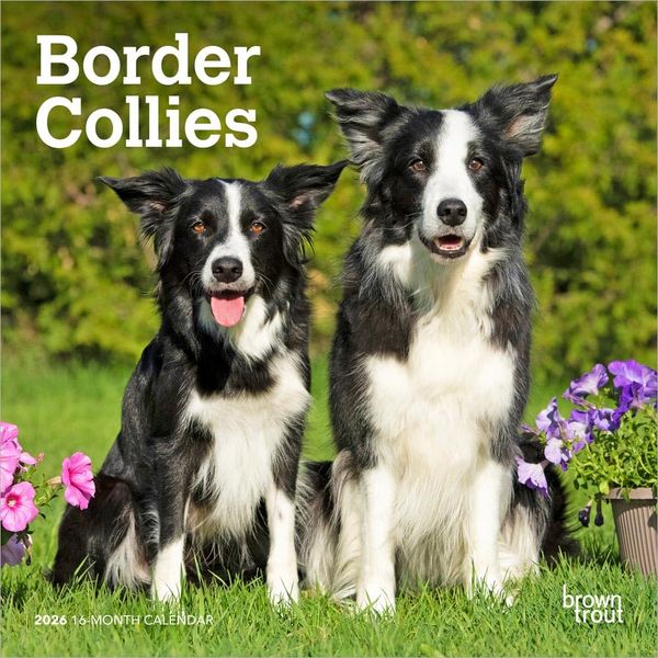 Produktbild: Border Collies 2026 7 X 14 Inch (Hanging) Monthly Mini Wall Calendar