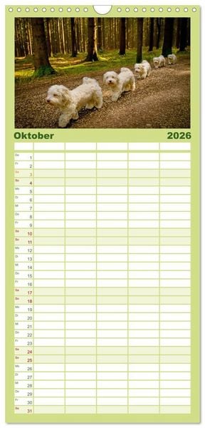 Produktbild: Familienplaner 2026 - Havaneser - Herz aus Gold mit 5 Spalten (Wandkalender, 21 x 45 cm) CALVENDO
