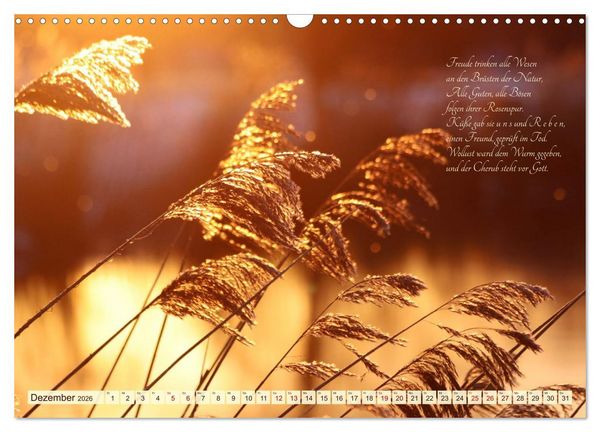 Produktbild: Sommergr&auml;ser (Wandkalender 2026 DIN A3 quer), CALVENDO Monatskalender