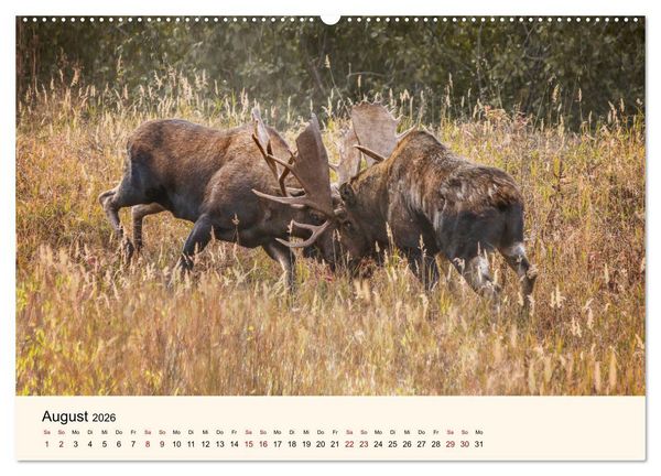 Produktbild: Der Elch - K&ouml;nig des Nordens (hochwertiger Premium Wandkalender 2026 DIN A2 quer), Kunstdruck in Hochglanz