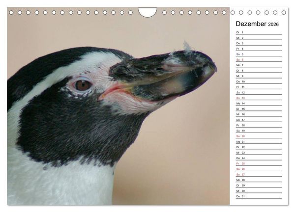 Produktbild: Faszinierende Tierportraits (Wandkalender 2026 DIN A4 quer), CALVENDO Monatskalender