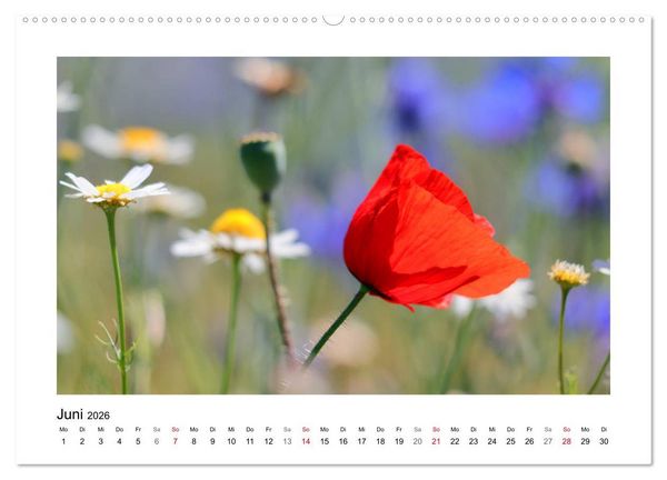 Produktbild: Mohn, zarte Bl&uuml;ten, starke Farben (hochwertiger Premium Wandkalender 2026 DIN A2 quer), Kunstdruck in Hochglanz