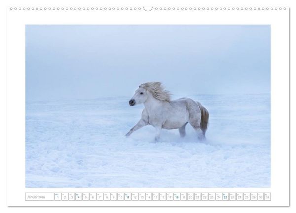 Produktbild: Wei&szlig;e Pferde der Camargue in Bayern (Wandkalender 2026 DIN A2 quer), CALVENDO Monatskalender