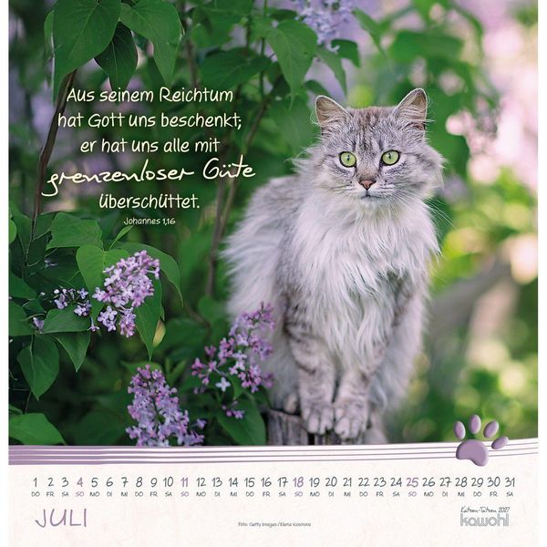 Produktbild: Katzen-Tatzen 2027