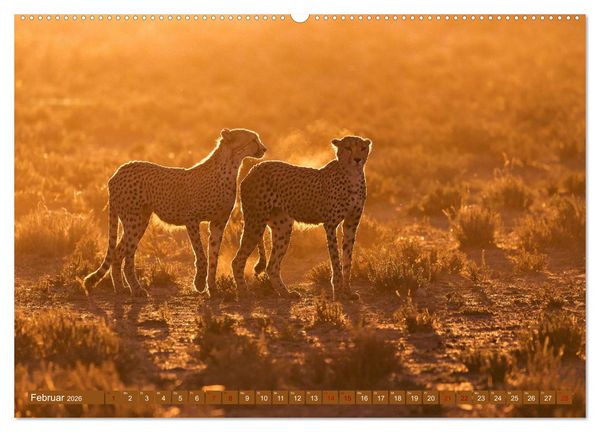 Produktbild: Afrikas Tierwelt - Geparde (Wandkalender 2026 DIN A2 quer), CALVENDO Monatskalender