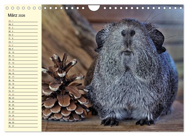 Produktbild: Meerschweinchen. Geliebte Nager (Wandkalender 2026 DIN A4 quer), CALVENDO Monatskalender